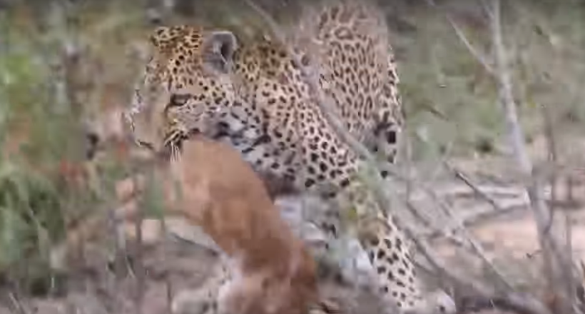Мама-леопард учить своїх маленьких несмышленых дитинчат полювати