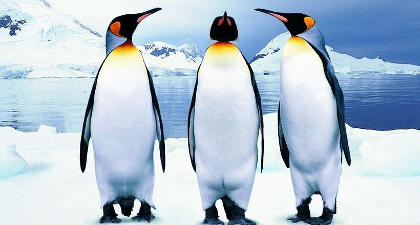 Пінгвіни: тактика виживання в самому суворому місці планети