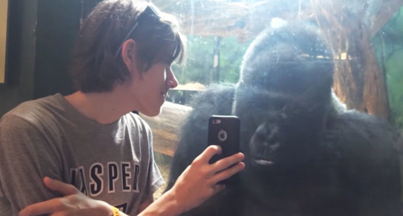 Хлопець з горилою дивляться фото на смартфоні, вона показує, коли гортати далі
