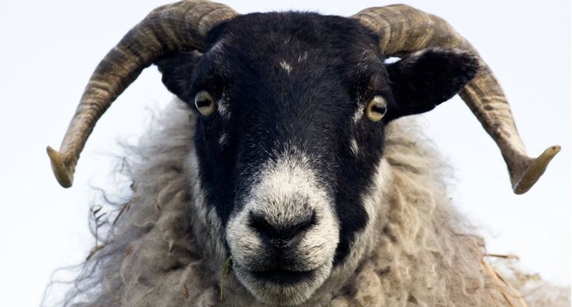 Вчені з Кембриджу навчили овець дізнаватися Барака Обаму