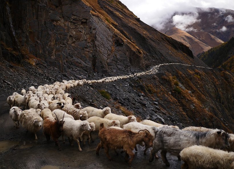 «Смертельно п'яна подорож»: осінній перегін овець у горах Кавказу