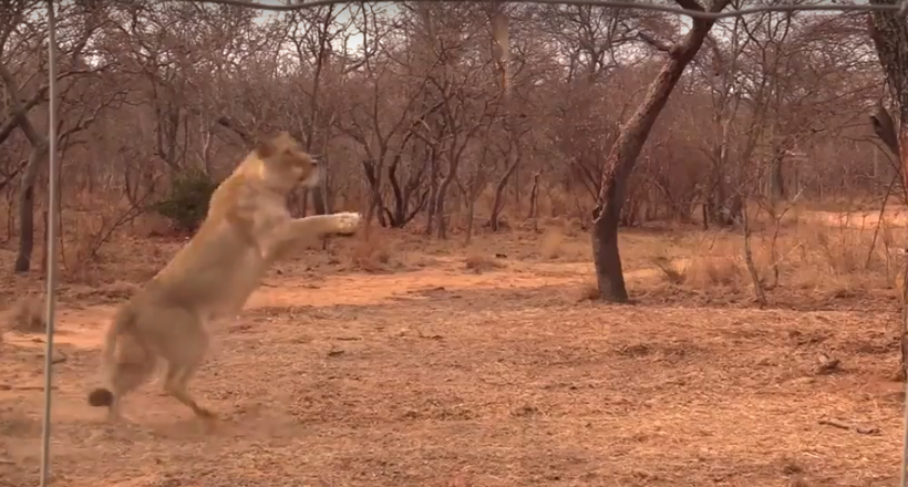 Відео: Дика левиця бігає за палицею, як щеня