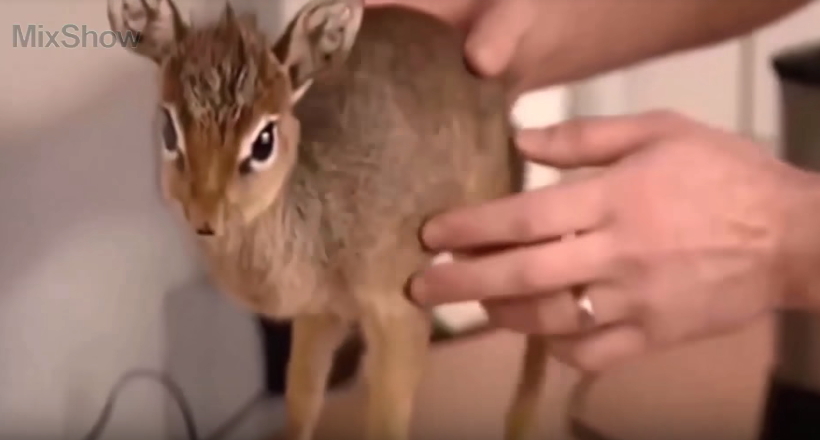Відео: 10 самих маленьких і милих тварин у світі