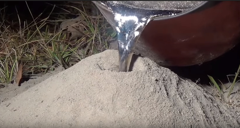 Відео: Що буде, якщо залити в мурашник алюміній