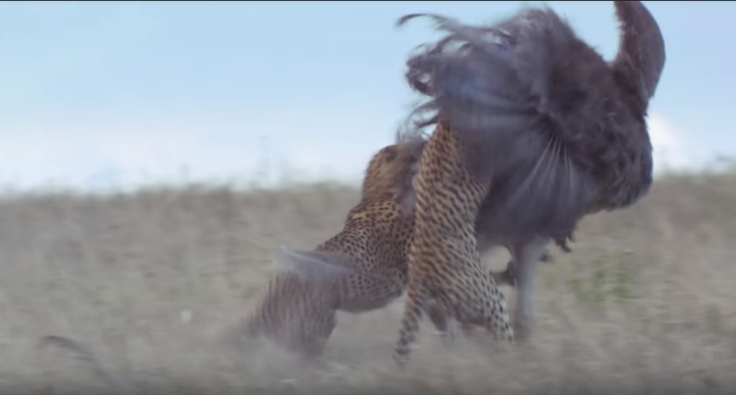 Вражаюче відео від ВВС: гепарди влаштували полювання на довгоногого страуса