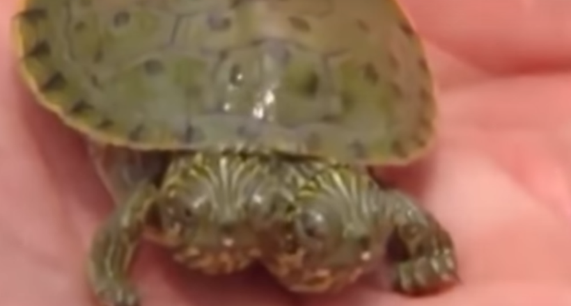Відео: 5 немислимих тварин, які народилися на світ з двома головами