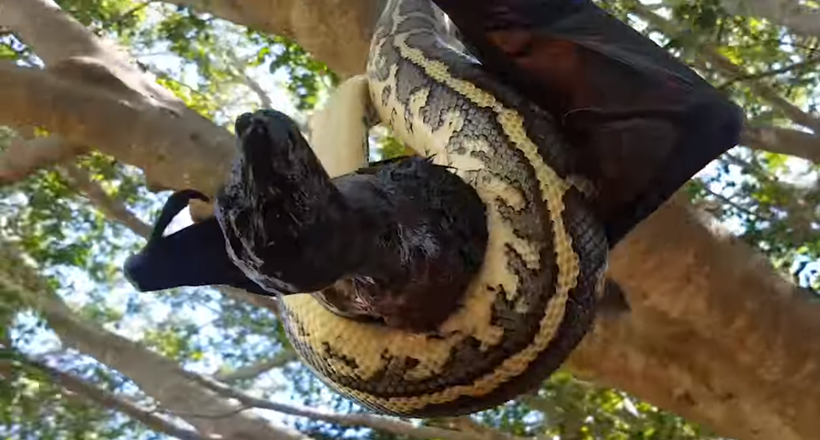 Відео: Милі австралійські звірятка — величезна змія проти крилана