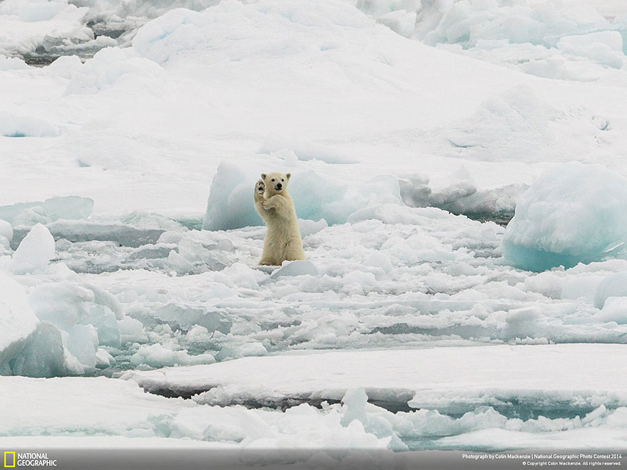 20 кращих фото живої природи від National Geographic Photo Contest 2014