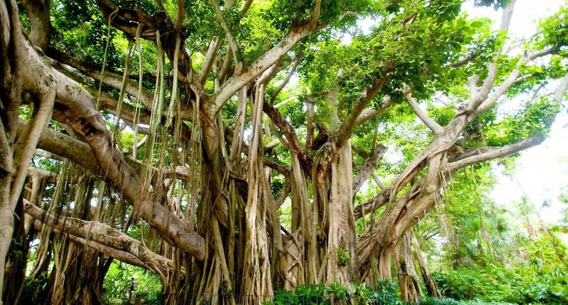 Великий баньян — ліс з одного єдиного дерева площею 1,5 гектара