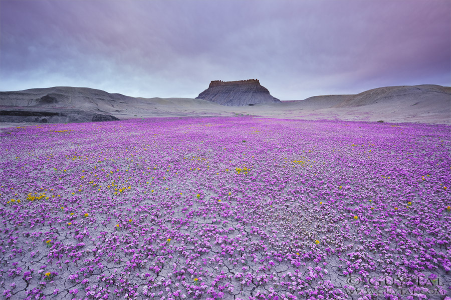 Рідкісне цвітіння посеред млявої пустелі