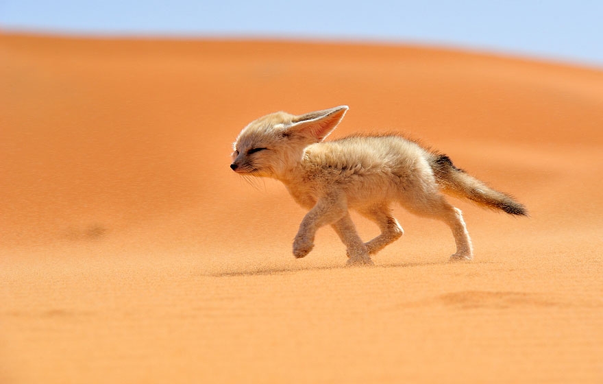 7 найкрасивіших у світі видів лисиць