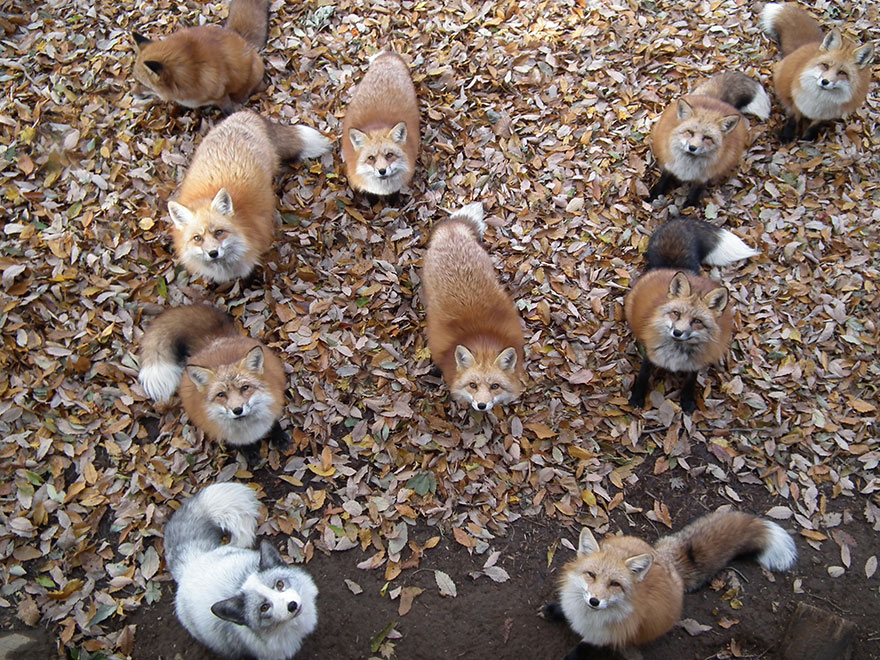26 фото японського села лисиць — наймилішого місця на Землі