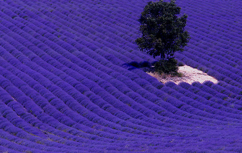 20 приголомшливих знімків лавандових полів у Франції і дивовижні факти про них