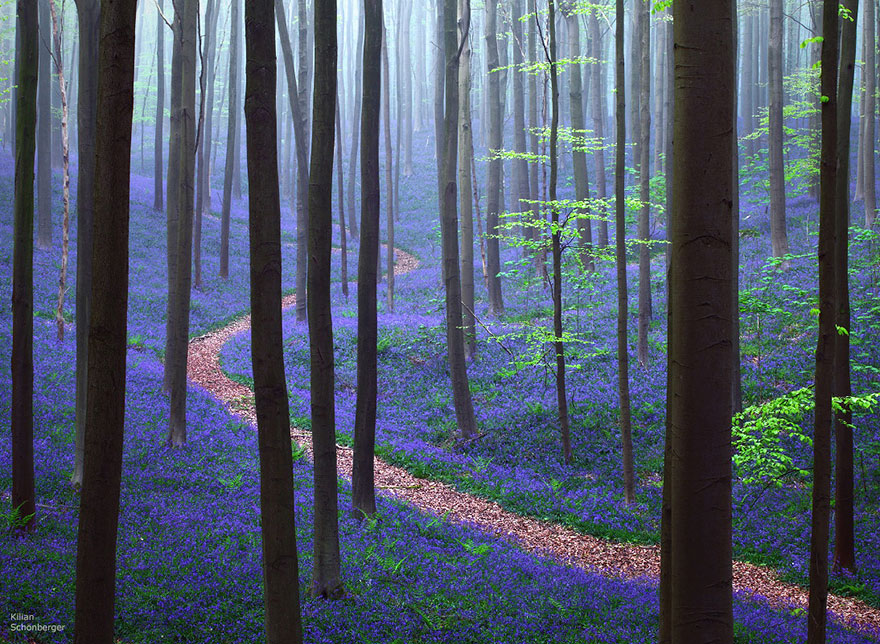 14 фото казкового лісу чорничного кольору, який існує насправді