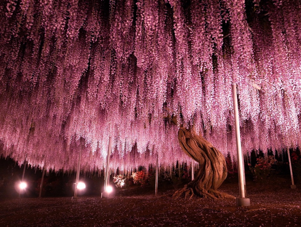 11 неймовірних знімків найбільшої і прекрасної гліцинії, що росте в Японії