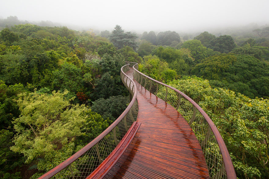 10 фото навісної стежки в ПАР, якою можна ходити над деревами