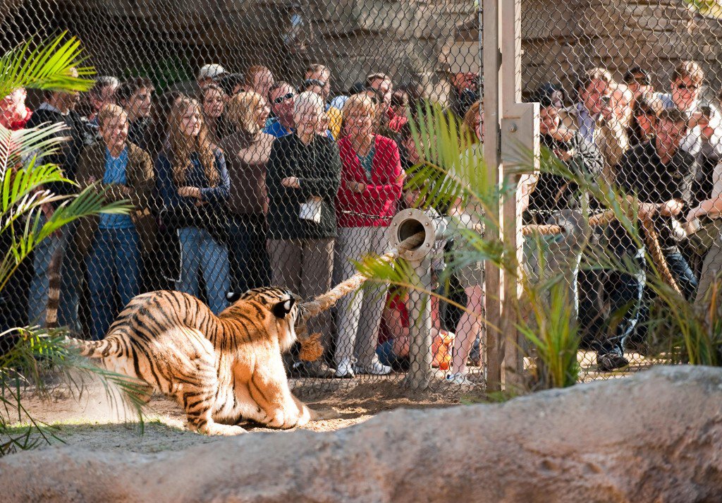 В американському зоопарку можна помірятися силою з бенгальським тигром