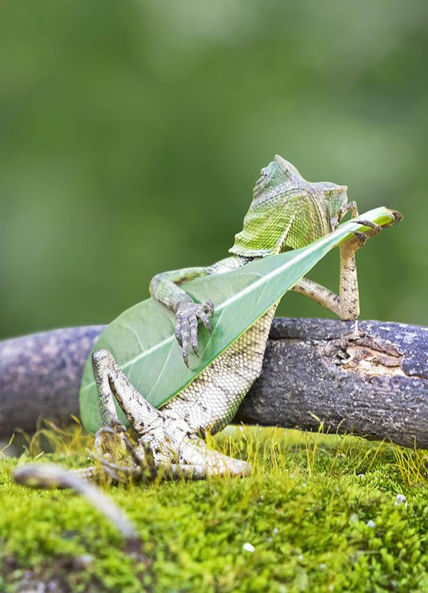 В Індонезії сфотографували ящірку, що грає на імпровізованій гітарі