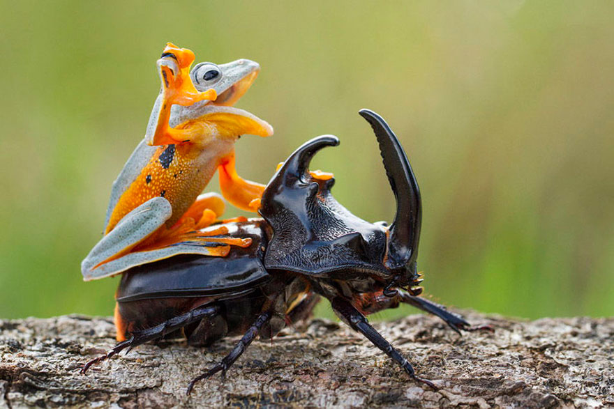 Фотограф відобразив найкрихітніше родео в світі: жаба на жуці