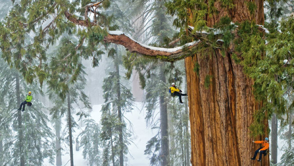 Вперше вдалося зняти найбільш гігантське дерево у світі повністю!