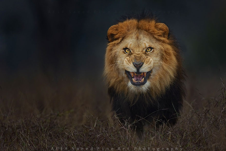 Фотограф відобразив розлюченого лева за секунду до того, як той кинувся на нього