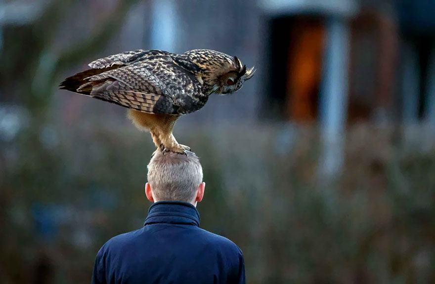 Познайомтеся з голландської совою, яка любить приземлятися людям на голову