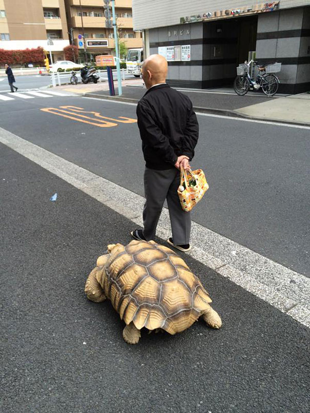 Цій людині вистачає терпіння вигулювати незвичайного домашнього вихованця по вулицях Токіо!