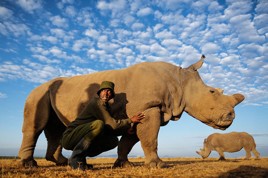У цього самця носорога є ціла бригада озброєних охоронців!