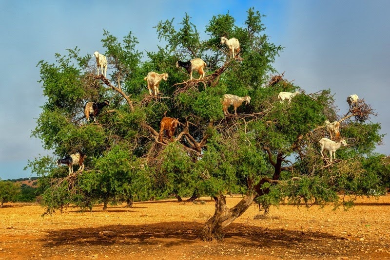 Марокканські кози, які лазять по деревах