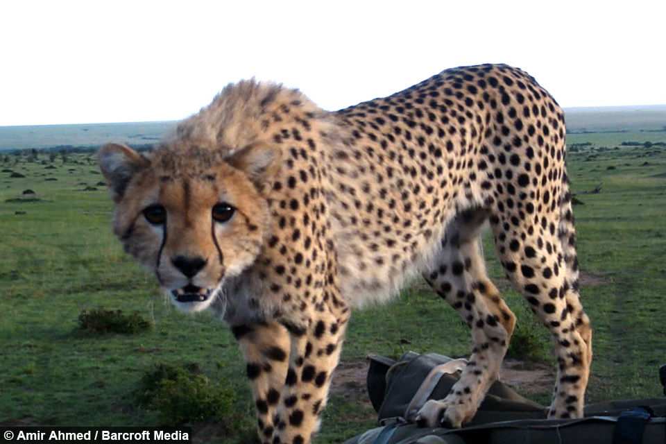 У Кенії гепард впав в салон туристичного автомобіля