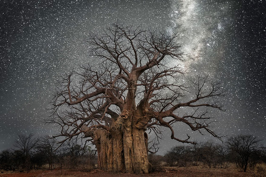 Бет Мун зробила чудові «космічні знімки найстаріших у світі дерев