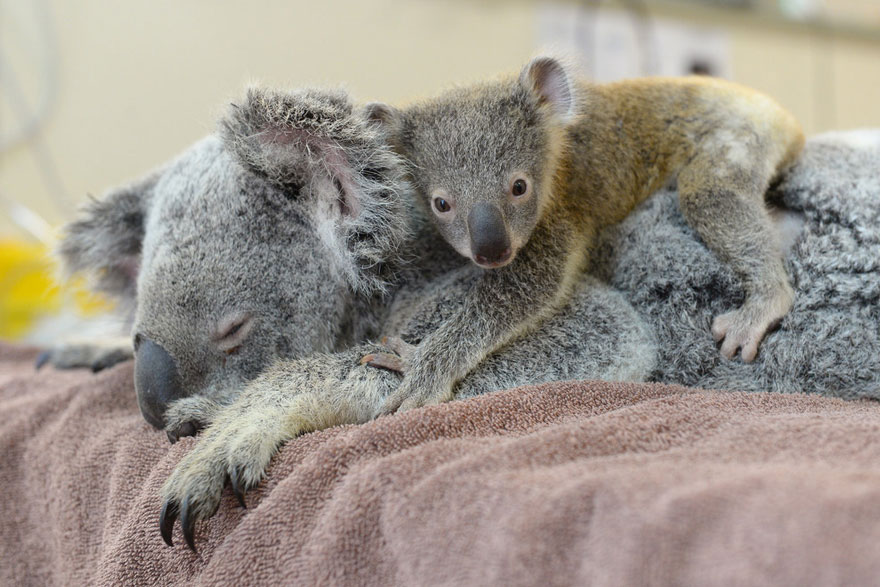 Дитинча коали не переставало обіймати свою маму, яка перебувала без свідомості...