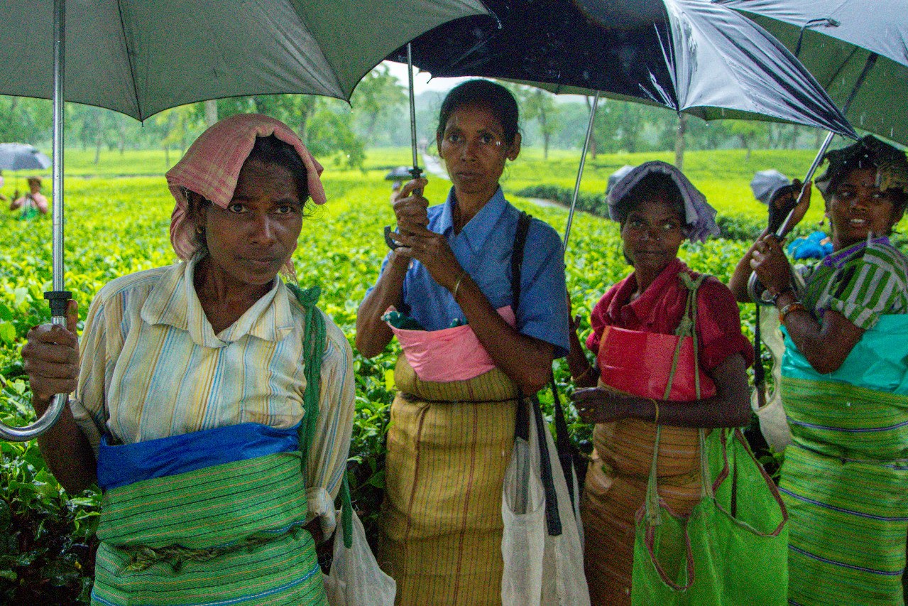 Як виробляють гранульований чай в Індії