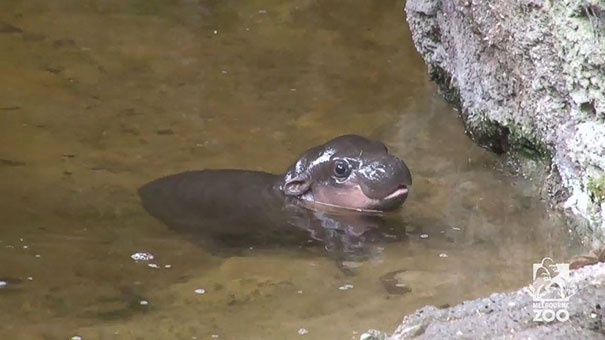 Неймовірно чарівне дитинча карликового бегемота вперше плаває в басейні