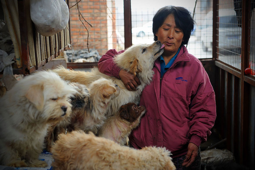 Китаянка проїхала 2400 км, щоб врятувати 100 собак від страшного кривавого фестивалю