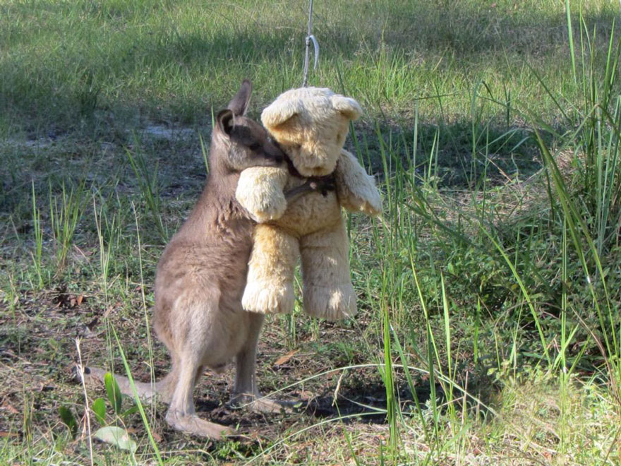 Дитинча-сирота кенгуру просто хоче обійняти свого плюшевого ведмедика