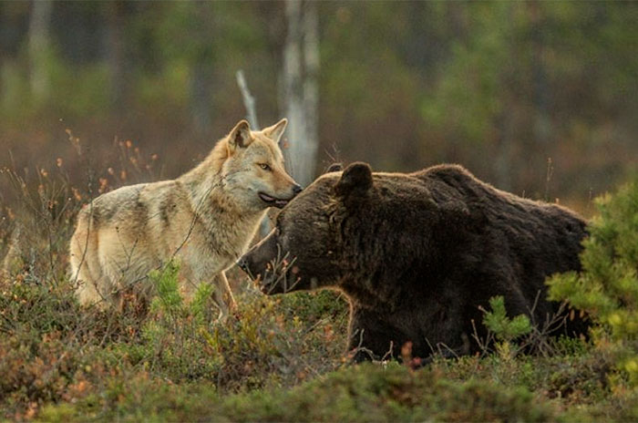 Фінський фотограф відобразив незвичайну дружбу вовка і ведмедя