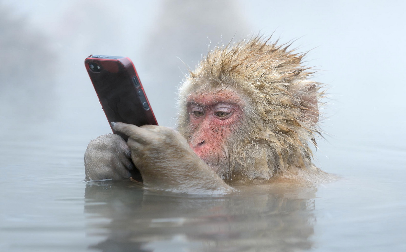 Джигокудани — парк снігових мавп, у яких закохуєшся з першого погляду