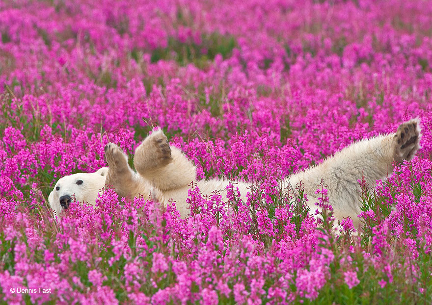 Ці полярні ведмедики, що граються на квітковому полі, стали зірками інтернету