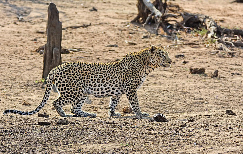 Цей кабан забув, що спати на території леопардів смертельно небезпечно!