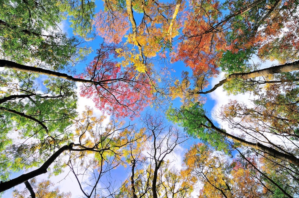 20 дивовижних знімків з усього світу, які доводять, що осінь — це щастя!