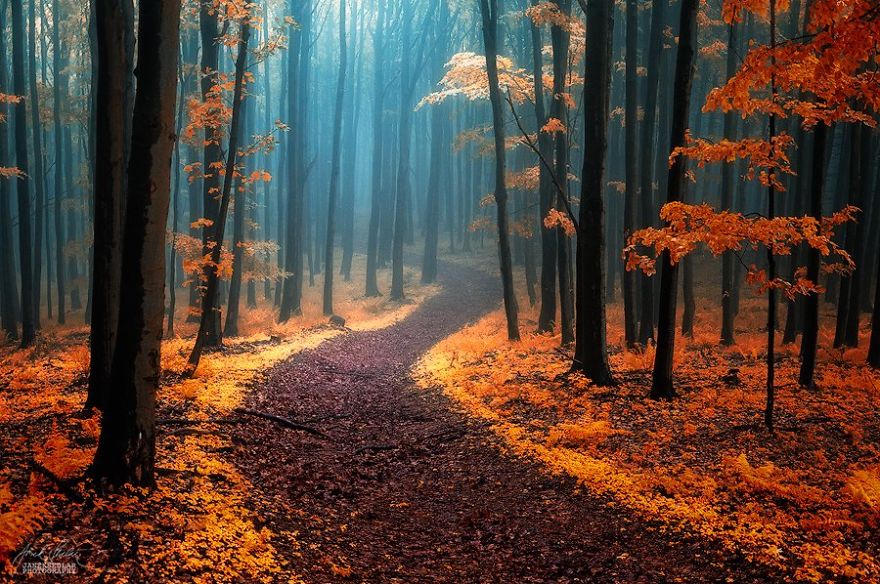 20 нереально красивих знімків казкових осінніх лісів від Янека Седлара