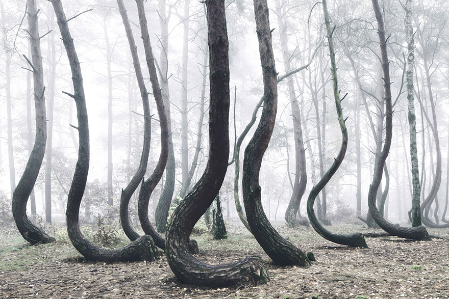 Вчені не знають, що з цими рослинами! Таємничий ліс з 400 зігнутих дерев у Польщі
