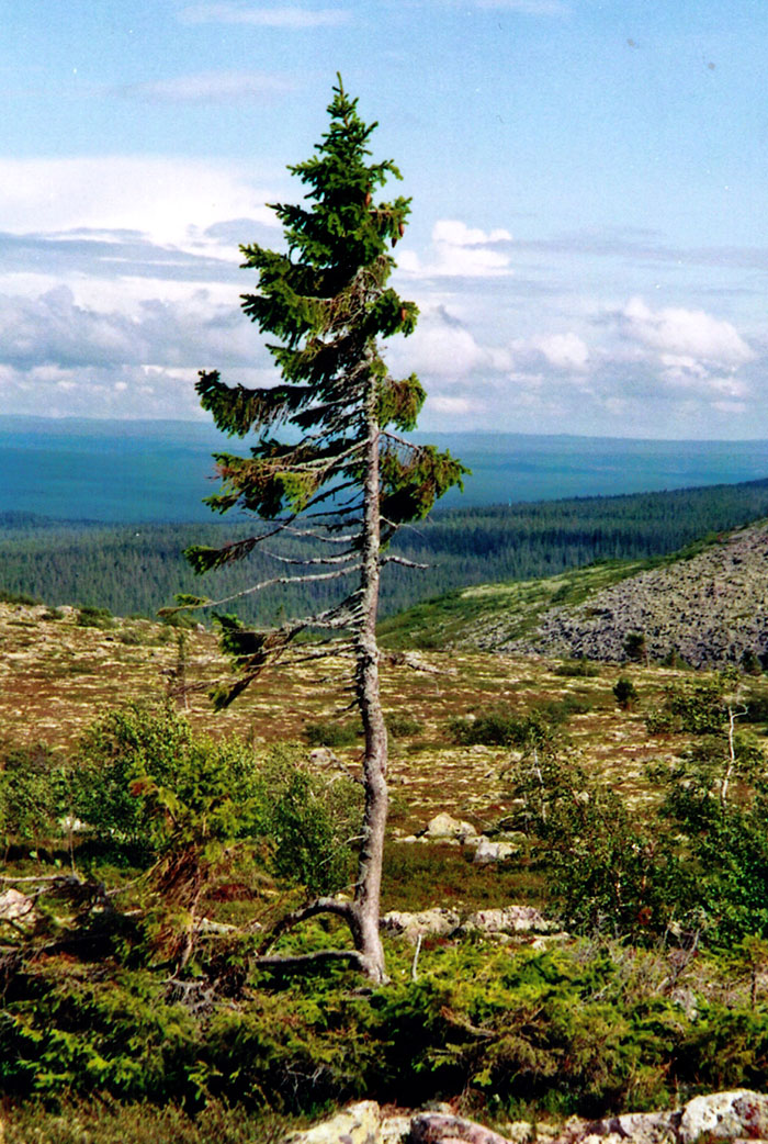 У Швеції росте найстаріше дерево на планеті!