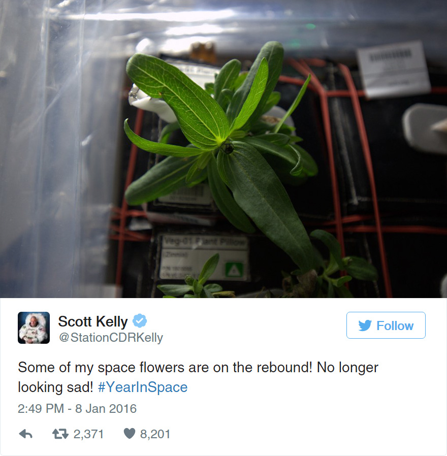 Астронавт НАСА виростив у космосі перший в історії квітка