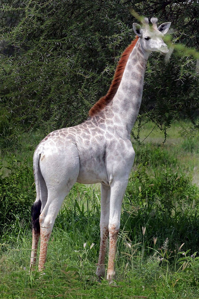 Рідкісний білий жираф був виявлений в Танзанії