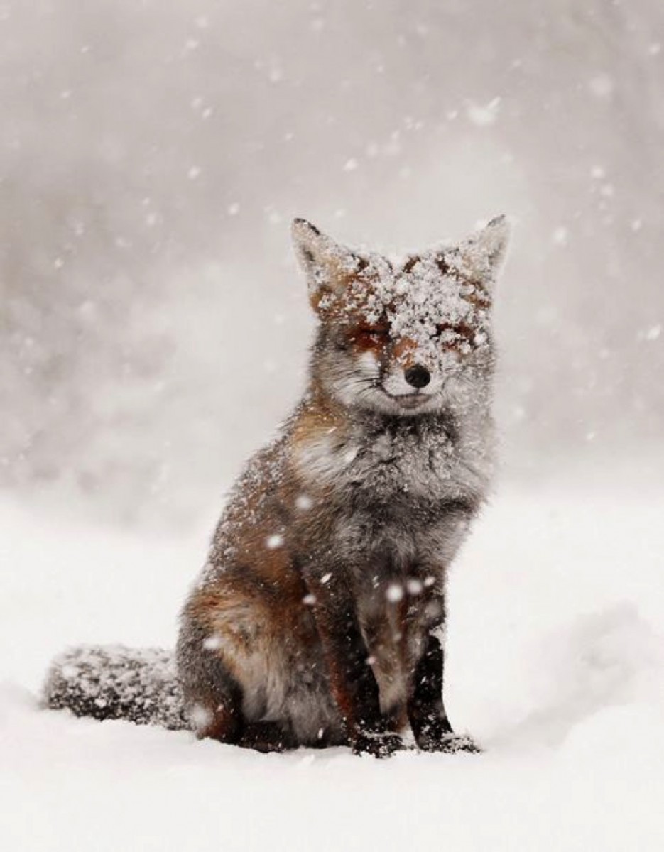 15 забавних і чарівних тварин, які вміють насолоджуватися взимку