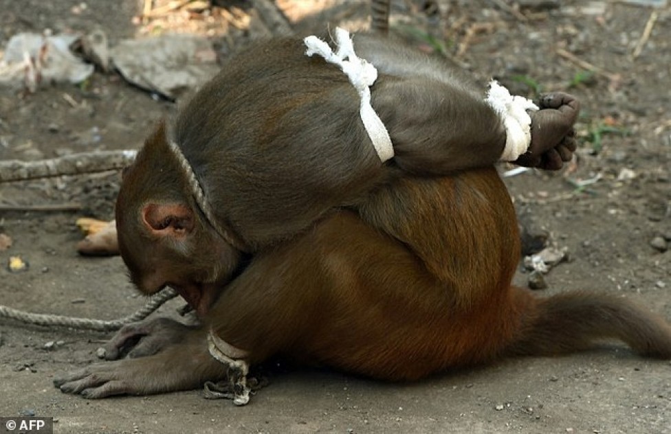 Як в Індії карають мавп-злочинниць
