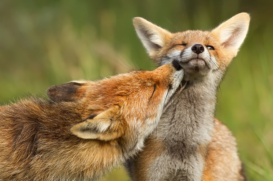 11 знімків закоханих лисиць, які розчулять навіть самого запеклого циніка
