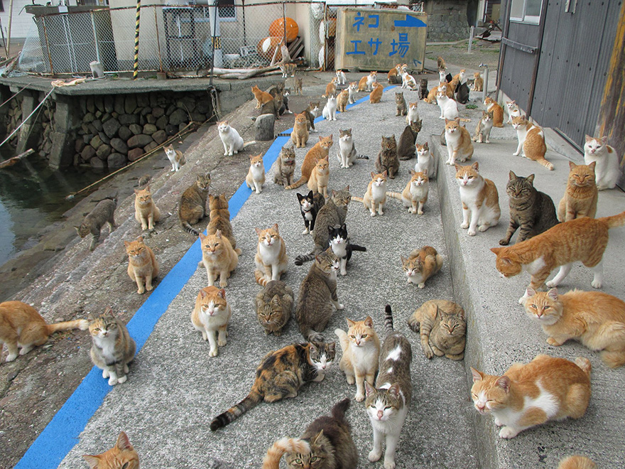 Користувачі мережі буквально завалили цей японський котячий острів їжею для вихованців!